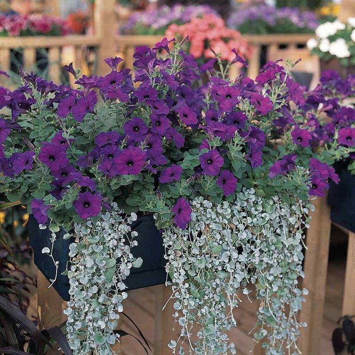 Blue Easy Wave Spreading Petunia Flower 30 Seeds Fresh Seeds