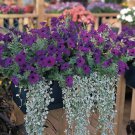Blue Easy Wave Spreading Petunia Flower 30 Seeds Fresh Seeds