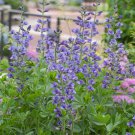 Blue False Indigo Baptisia Australis Flower 50 Seeds Fresh Seeds