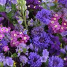 Blue Flower Blue Annual Wild Flower 5000 Seeds Fresh Seeds