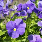 Blue Pansy Flower Pansy Clear Crystals 1000 Seeds Fresh Seeds