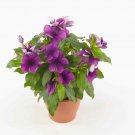 Blueberry Violet Purple Periwinkle Vinca Flower 50 Seeds Fresh Seeds