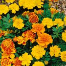 Bonanza French Marigold Flower Mix 200 Seeds Fresh Seeds