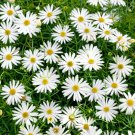 Brachycome Swan River Daisy Flower 10000 Seeds Fresh Seeds