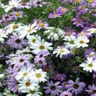 Brachycome Brachycome Swan River Daisy Flower Mix 10000 Seeds Fresh Seeds