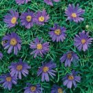 Brachycome Iberidifolia Swan River Daisy Blue Flower 5000 Seeds Fresh Seeds
