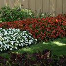 Bright Red Impatiens Container Plant Flower 150 Seeds Fresh Seeds