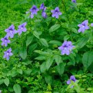 Browallia Browallia Americana Flower 5000 Seeds Fresh Seeds