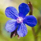 Bugloss Anchusa Capensis Blue Angel Flower 2000 Seeds Fresh Seeds
