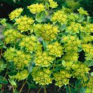 Bupleurum Hares Ear Bupleurum Flower 1000 Seeds Fresh Seeds