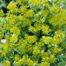 Bupleurum Hares Ear Bupleurum Flower 2000 Seeds Fresh Seeds