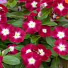 Burgundy Vinca Flower Ground Cover Plant 100 Seeds Fresh Seeds