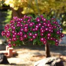 Burgundy Vinca Flower Ground Cover Plant 50 Seeds Fresh Seeds