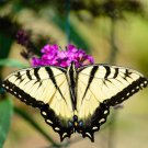 Butterfly Bush Buddleia Davidii Garden Flower Mix 200 Seeds Fresh Seeds