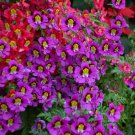 Butterfly Flower Schizanthus Angel Wings Flower 10000 Seeds Fresh Seeds