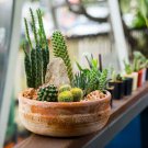 Cactus Cacti Garden Mix Flower 1000 Seeds Fresh Seeds