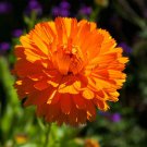 Calendula Orange King Garden Flower Plant 2000 Seeds Fresh Seeds