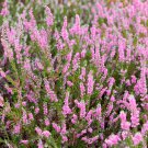 Calluna Vulgaris Perennial Heather Flower 1000 Seeds Fresh Seeds