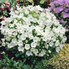 Campanula Carpatica Flower White BellFlower 10000 Seeds Fresh Seeds