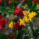Canna Canna Lily Flower Mix 25 Seeds Fresh Seeds
