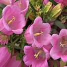 Canterbury Bell Campanula Medium Rose Flower 10000 Seeds Fresh Seeds