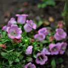 Canterbury Bell Campanula Medium Rose Flower 5000 Seeds Fresh Seeds