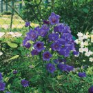 Canterbury Bells Campanula Medium Blue Flower 10000 Seeds Fresh Seeds