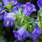 Canterbury Bells Campanula Medium Blue Flower 5000 Seeds Fresh Seeds
