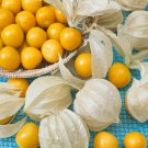 Cape Gooseberry Physalis Peruviana 2000 Seeds Fresh Seeds