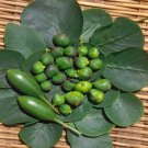 Capparis Spinosa Caper Bush Flower 200 Seeds Fresh Seeds