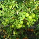 Cardiospermum Halicacabum Balloon Vine Flower 100 Seeds Fresh Seeds