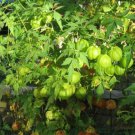 Cardiospermum Halicacabum Balloon Vine Flower 200 Seeds Fresh Seeds