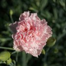 Carnation Dianthus Caryophyllus Chabaud La France Flower 1000 Seeds Fresh Seeds
