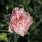 Carnation Dianthus Caryophyllus Chabaud La France Flower 2000 Seeds Fresh Seeds