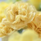 Carnation Dianthus Caryophyllus Grenadin Yellow Flower 1000 Seeds Fresh Seeds