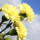 Carnation Dianthus Caryophyllus Grenadin Yellow Flower 2000 Seeds Fresh Seeds