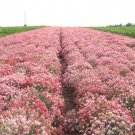 Carnation Dianthus Carophyllus Grenadin Rose Flower 2000 Seeds Fresh Seeds