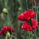 Carnation Dianthus Carophyllus Grenadin Scarlet Flower 2000 Seeds Fresh Seeds
