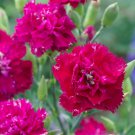 Carnation Dianthus Caryophyllus Chabaud Magenta Flower 1000 Seeds Fresh Seeds