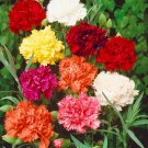 Carnation Dianthus Caryophyllus Chabaud Mix Flower 1000 Seeds Fresh Seeds