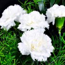 Carnation Dianthus Caryophyllus Grenadin White Flower 2000 Seeds Fresh Seeds