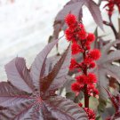 Castor Bean Ricinus Communis Gibsonii Flower 50 Seeds Fresh Seeds