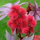Castor Bean Ricinus Communis Impala Flower 100 Seeds Fresh Seeds