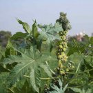 Castor Bean Ricinus Communis Zanzibariensis 100 Seeds Fresh Seeds