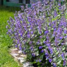 Catmint Nepeta Mussinii Blue Garden Flower Plant 1000 Seeds Fresh Seeds