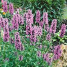 Catmint Nepeta Nervosa Pink Catmint Xeriscape Garden Flower Plant 100 Seeds Fresh Seeds