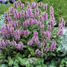Catmint Nepeta Nervosa Pink Catmint Flower 200 Seeds Fresh Seeds