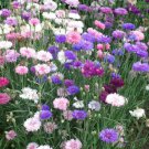 Centaurea Cornflower Cornflower Polka Dot Garden Flower Plant 1000 Seeds Fresh Seeds