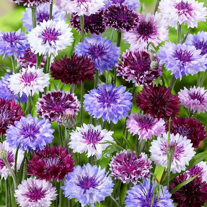 Centaurea Cyanus Magic Mix Cornflower Bachelor Button Garden Flower Mix 500 Seeds Fresh Seeds