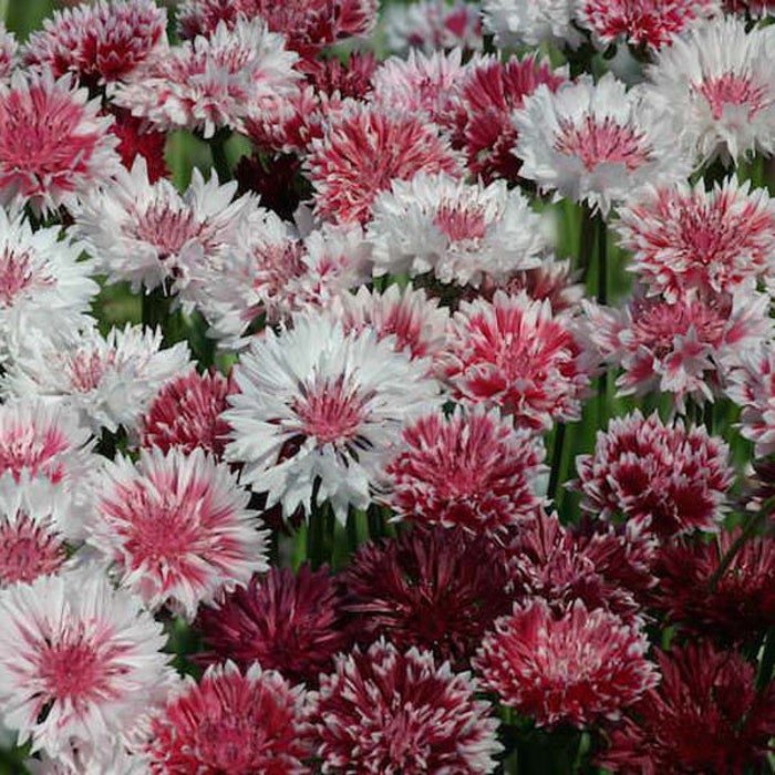Centaurea Cyanus Romantic Bachelors Button Flower Mix 500 Seeds Fresh Seeds